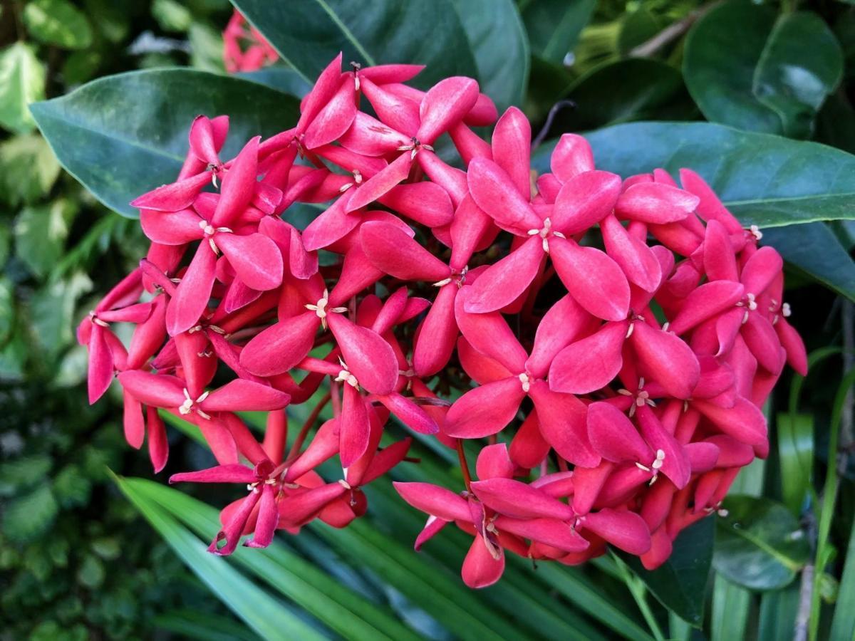 Bougainville - Hotel Pousada-Zen サルバドール エクステリア 写真